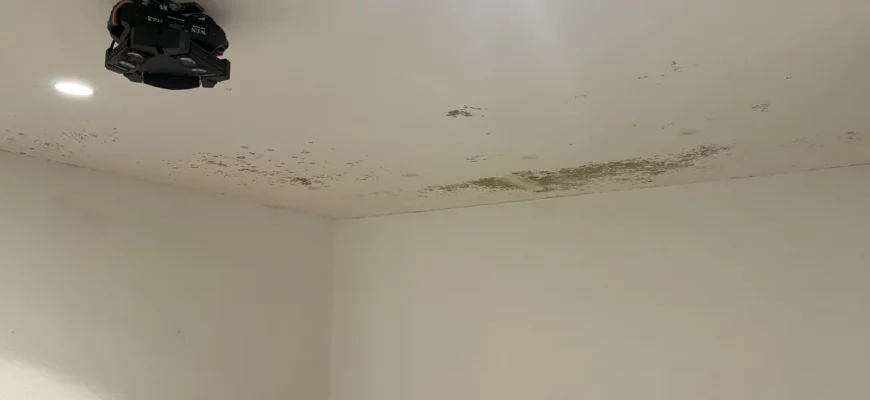 Cómo quitar moho de paredes, techos y terrazas