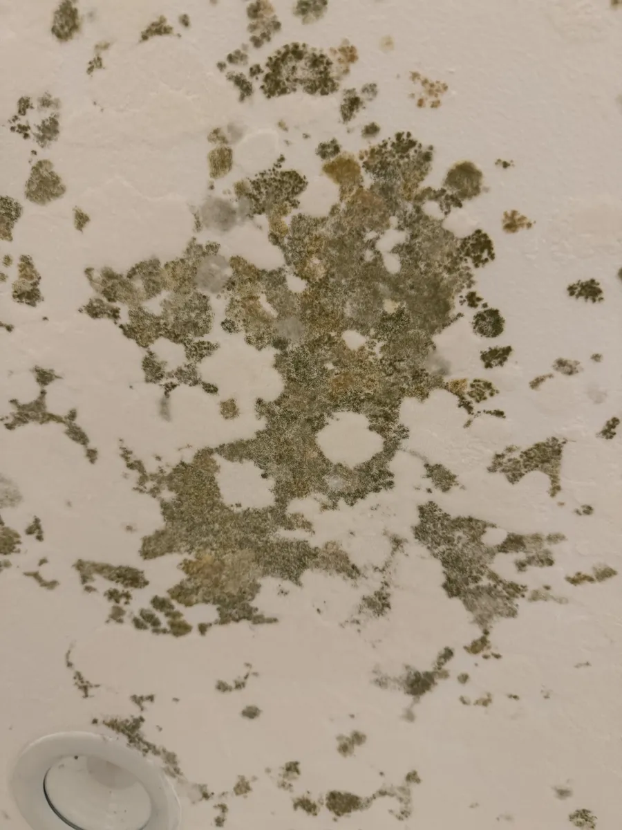 Primer plano detallado de colonia de moho negro creciendo en superficie porosa de pared