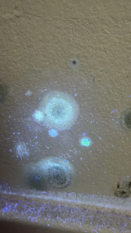 Inspección de moho en pared con luz ultravioleta revelando esporas invisibles