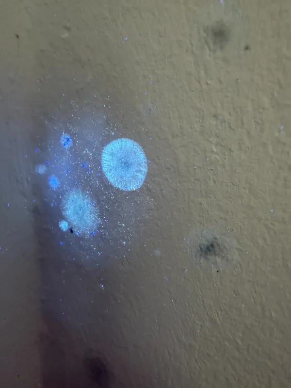 Inspección técnica de moho con luz ultravioleta en Barcelona