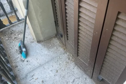 Cómo limpiar caca de paloma del balcón o terraza (Sin Riesgos)