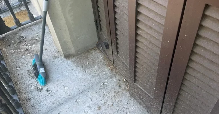 Cómo limpiar caca de paloma del balcón o terraza (Sin Riesgos)